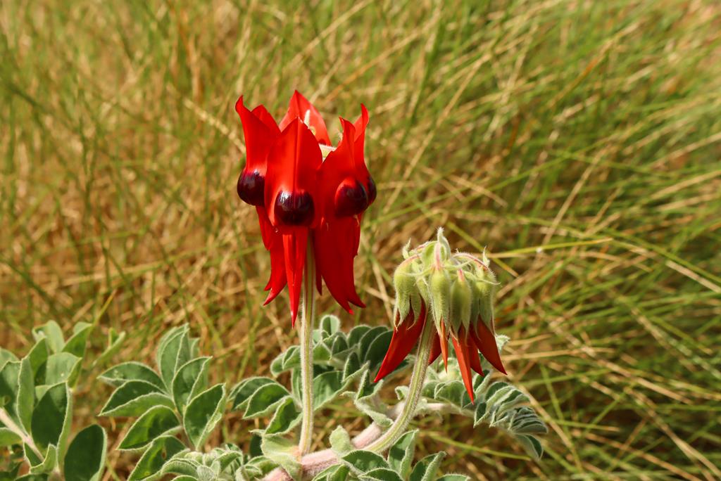 Red Sturt's Desert Pea