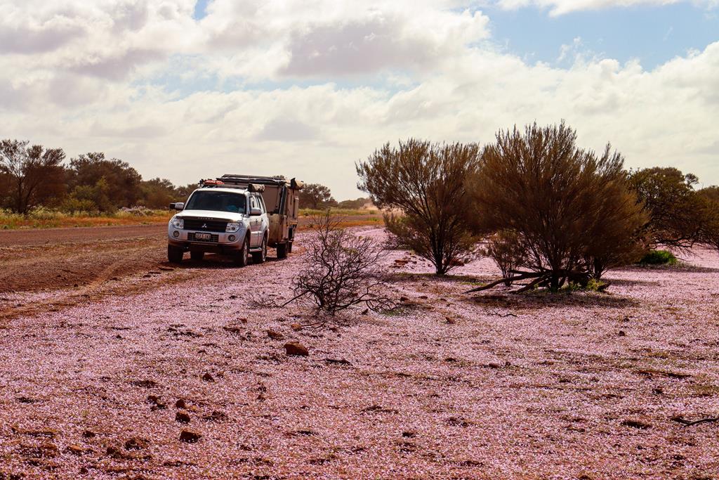 Along Carnavon Mullewa Road in Gascoyne Murchison Travel nut