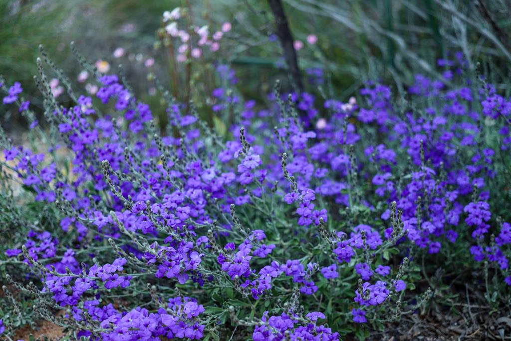 Dampiera spicigera at Depot Hill