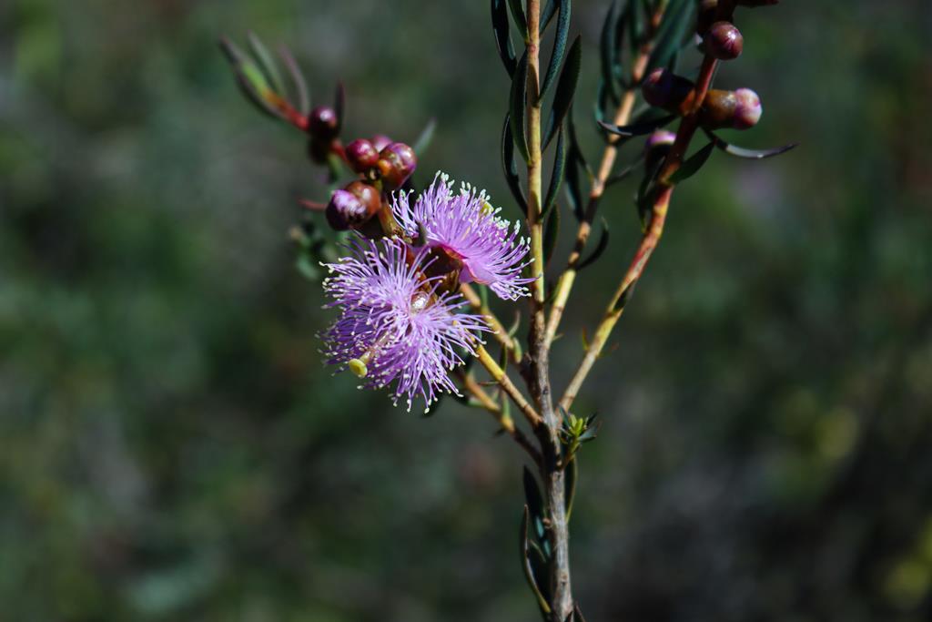 Graceful Honeymyrtle Melaleuca