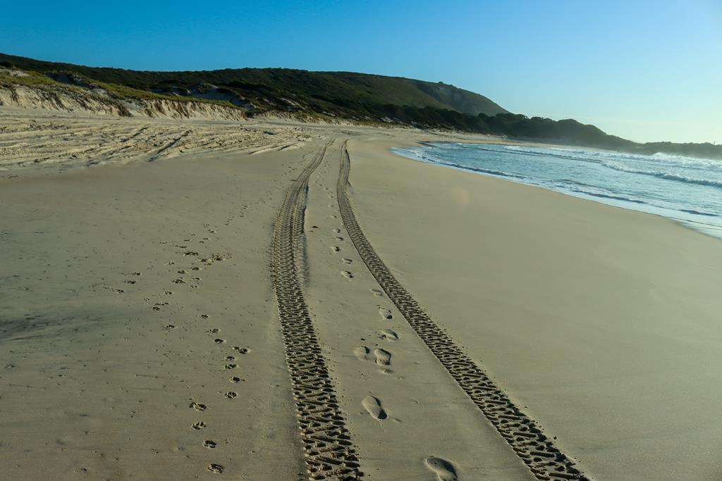 Tracks on the beach at Boat Harbour