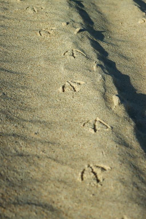 Birds tracks at Boat Harbour