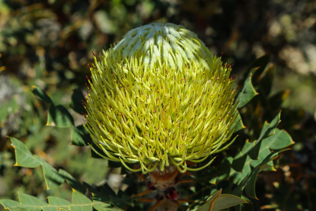 Bankisa baxteri wildlfower at Fitzgerald River NP