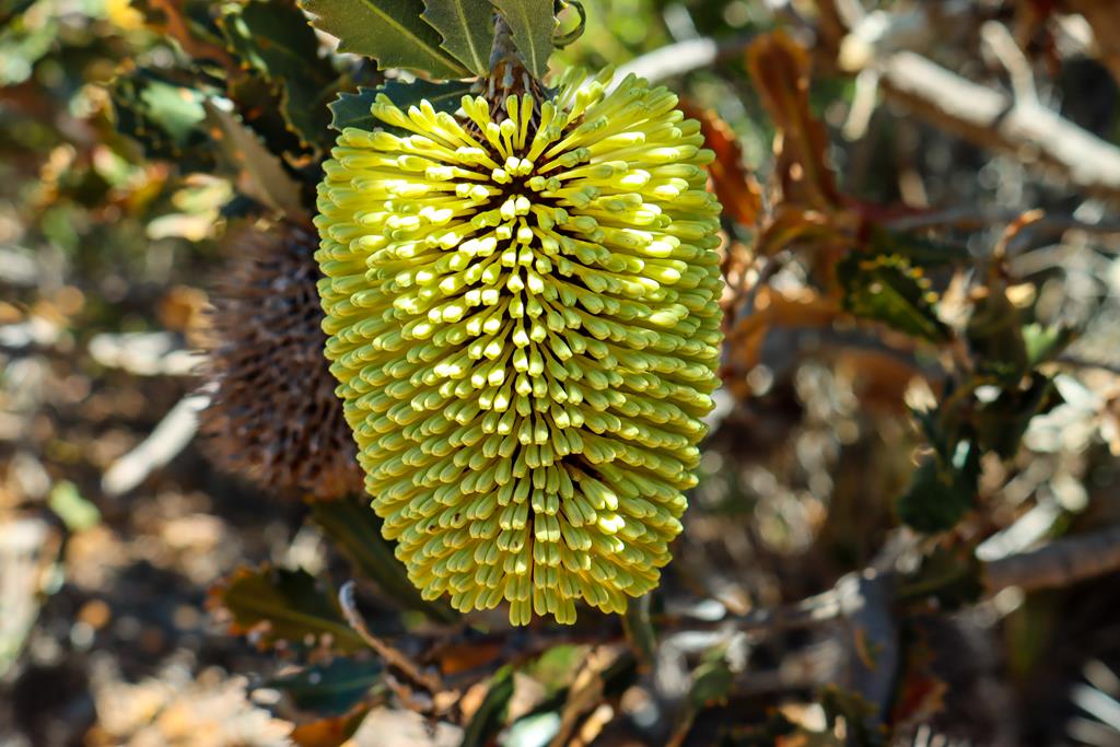 Banksia lemanniana wildlfower at Fitzgerald River NP