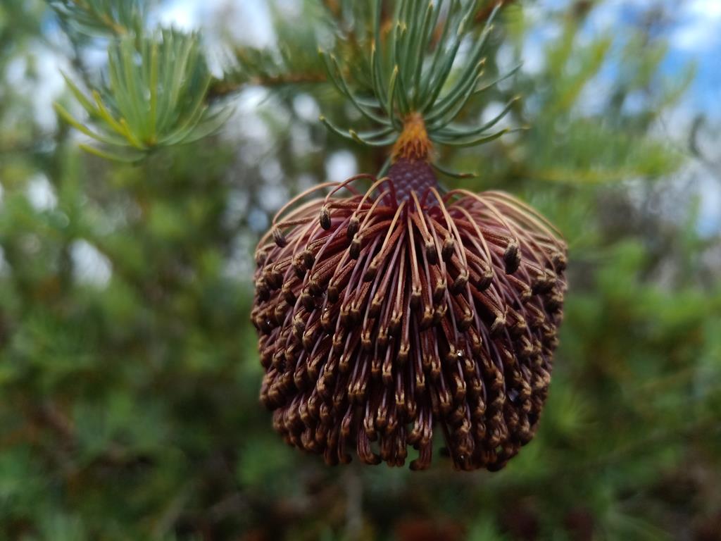 Banksia nutans wildlfower at Fitzgerald River NP
