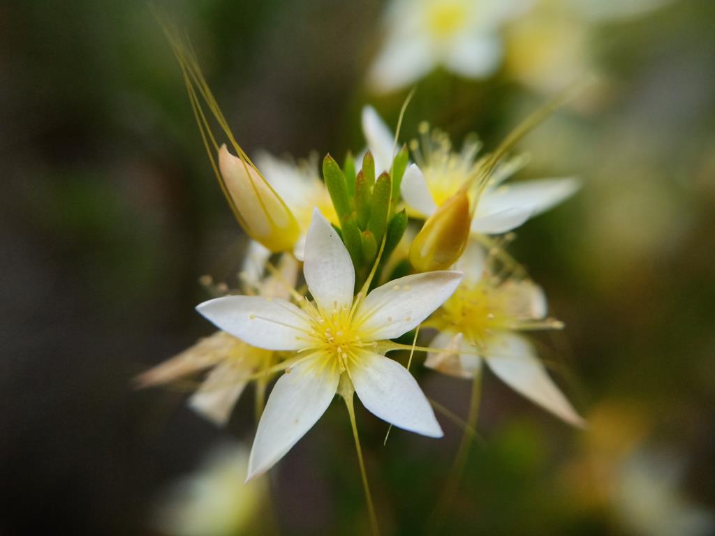 Calytrix asperula wildlfower at Fitzgerald River NP