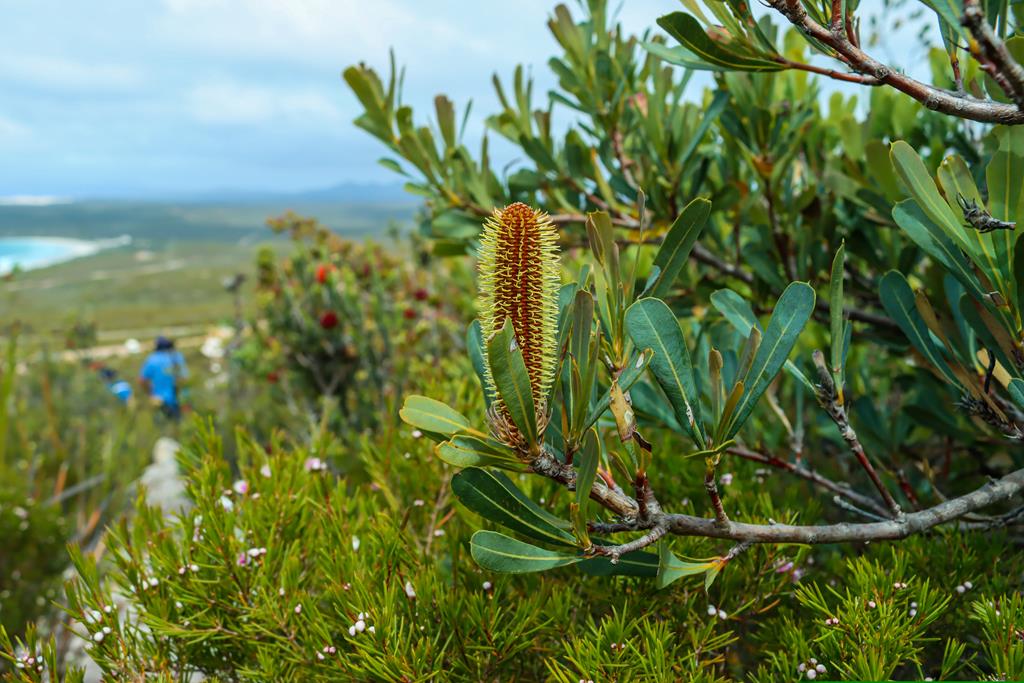 Banksia oreophila wildlfower at Fitzgerald River NP