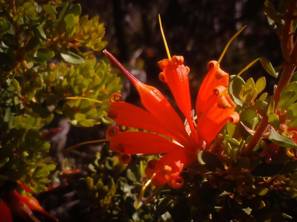 Lambertia inermis Chittick wildflower around Esperance