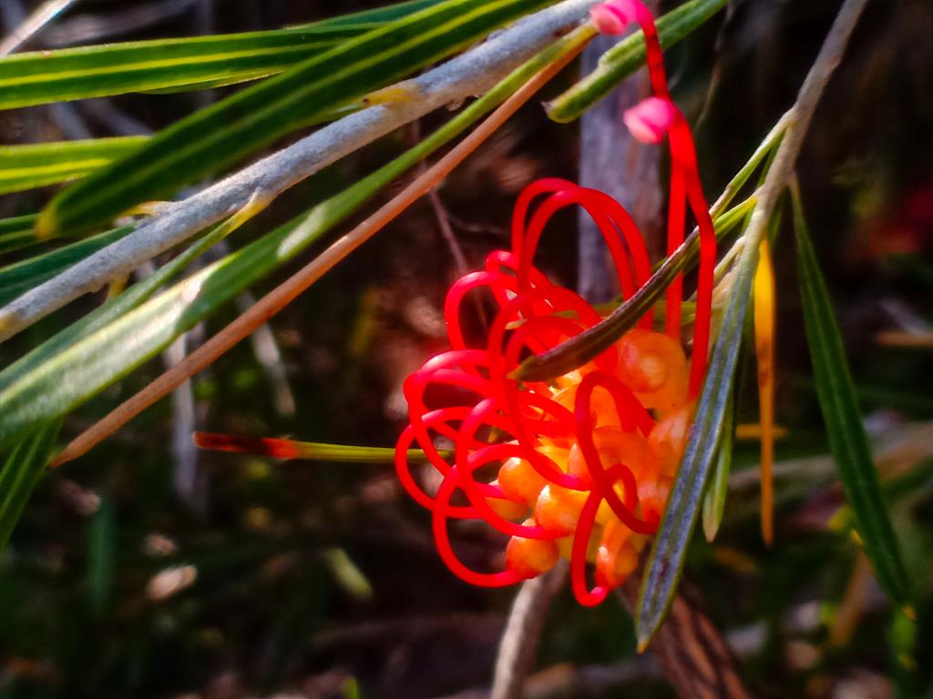 Red curly wildflowers growing around Esperance