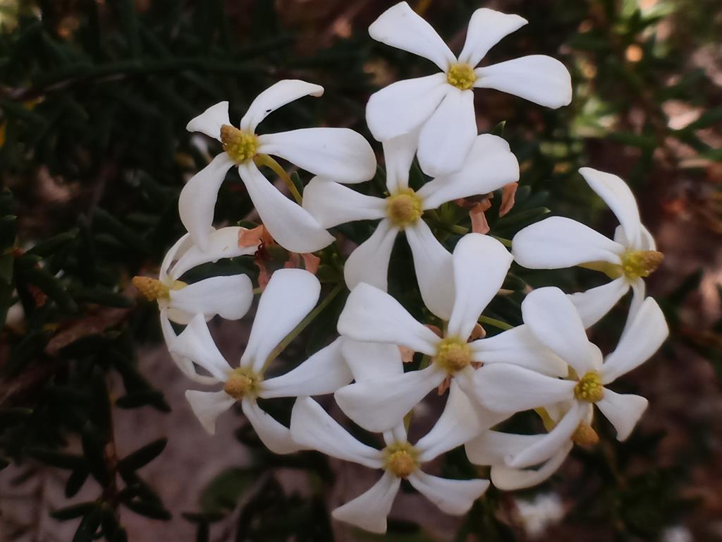 White wildflowers growing around Esperance