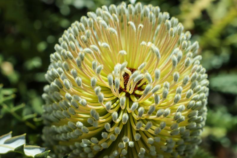Banksia Speciosa wildflower growing around Esperance