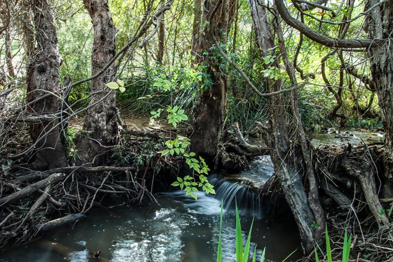 Rapids along Whistlepipe Gully trail 