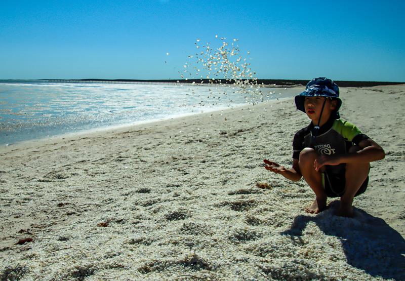Shell Beach in Shark Bay