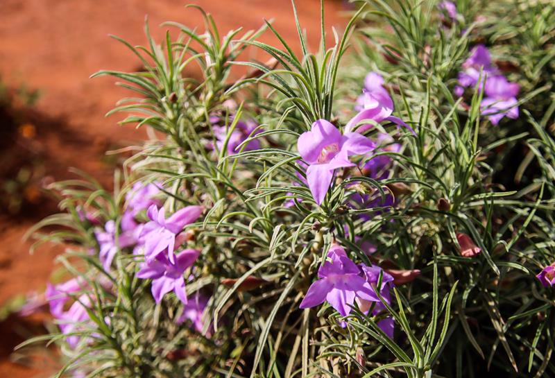 Eremophila foliosissima wildflower along Great Northern Hwy