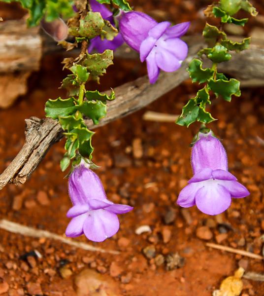 Eremophila incisa wildflower along Great Northern Hwy