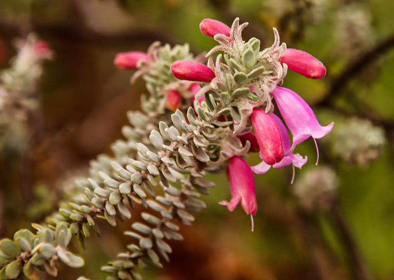 Eremophila punicia wildflower along Great Northern Hwy