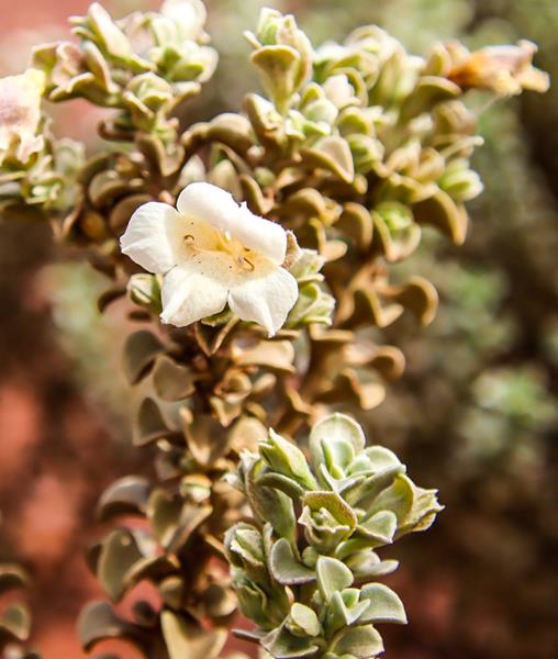 Eremophila rigida wildflower along Great Northern Hwy