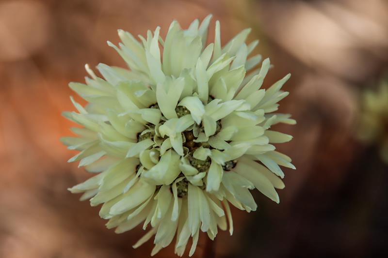 Cephalipterum drummondii wildflower along Great Northern Hwy