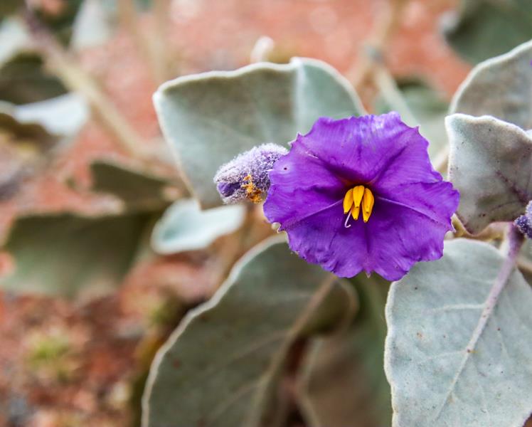Solanum lasiophyllum wildflower along Great Northern Hwy