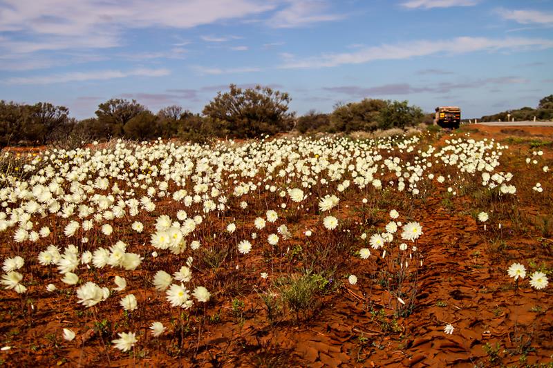 rhodante chlorocphala  splendida wildflowers along Great Northern Hwy