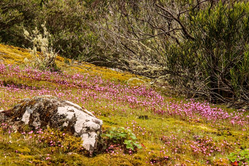 Porongurup Range wildflowers -Utricularia multifida (pink petticoats 