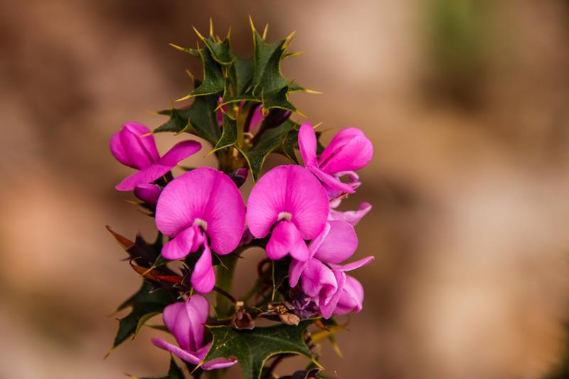 Mirbelia dilatata (Holly-leaved Mirbelia) - one of Porongurup Range wildflowers