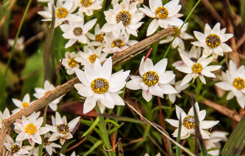 Rhodanthe chlorocephala subsp. rosea - one of Porongurup Range wildflowers