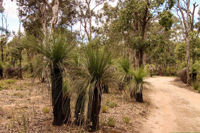 Avon Valley National Park unsealed road