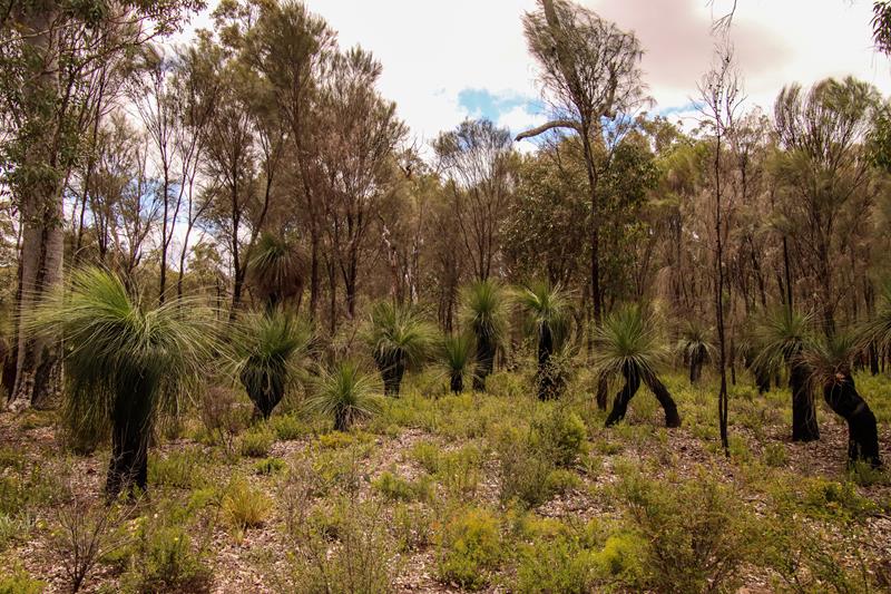 Grass tree bushland at Avon Valley National Park