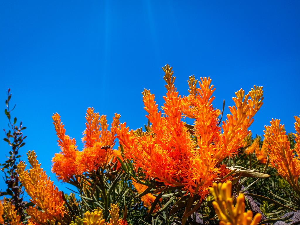Western Australia Xmas tree at Thistle Cove