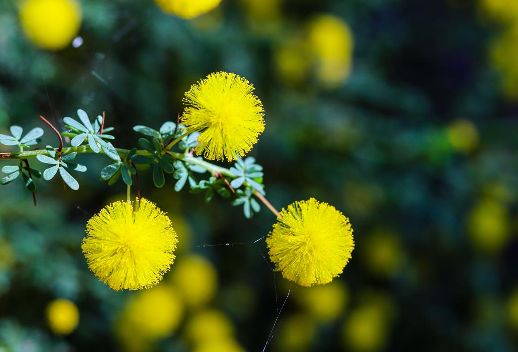 Acacia pulchella at John Forrest National Park