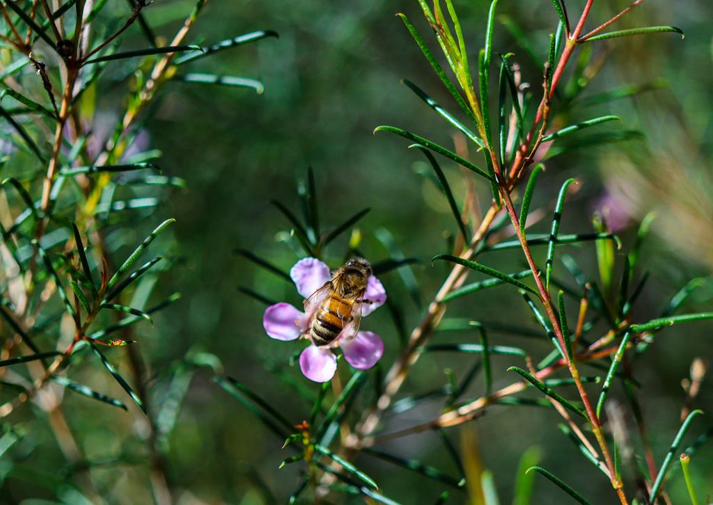 Geraldton Wax at John Forrest National Park