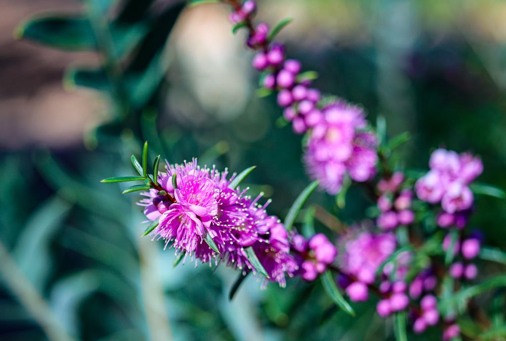 Swan River Myrtle at John Forrest National Park