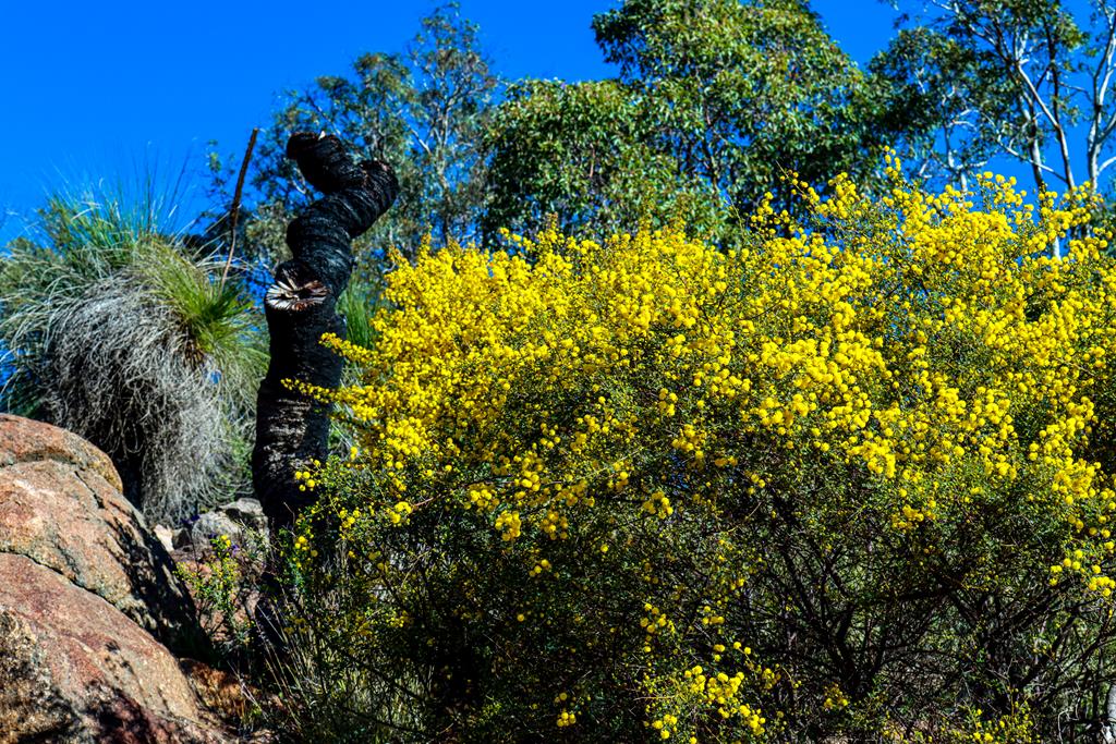John Forrest National Park