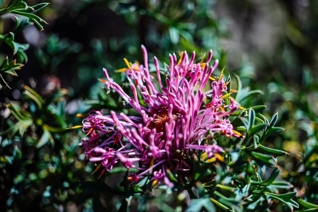 Isopogon Dubious at John Forrest National Park