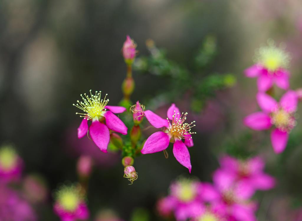 Calytrix brevifolia at Depot Hill