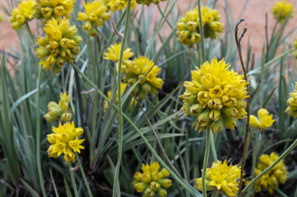 Conostylis candicans at Depot Hill