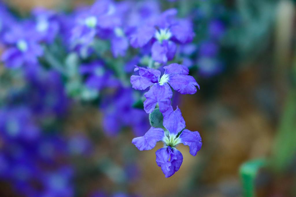 Dampiera spicigera wildflowers along the road in the Wheatbelt
