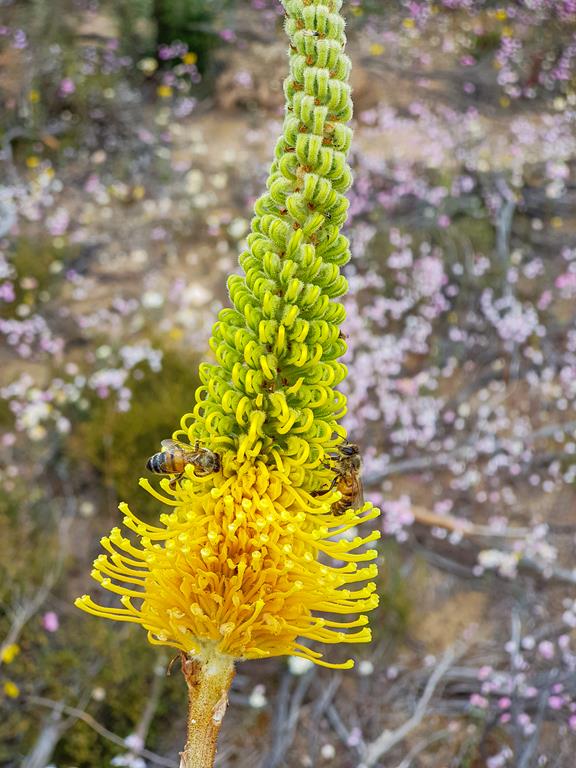Grevillea excelsior at Depot Hill