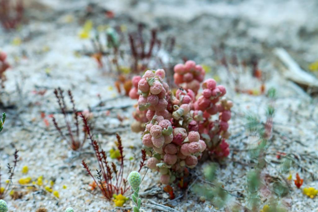 Atriplex holocarpa growing near Lake Brown and Eaglestone Rock in the Wheatbelt