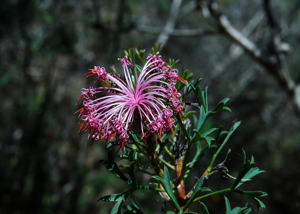 Isopogon dubius at Ellis Brook Valley Reserve