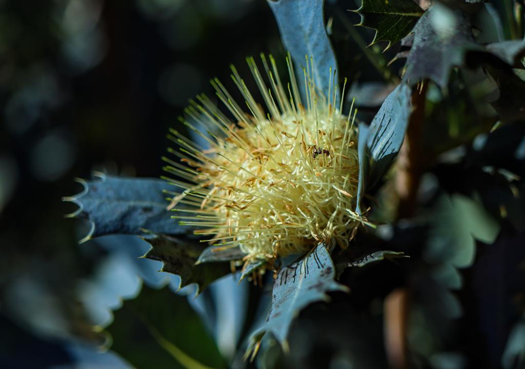 Parrotbush banksia