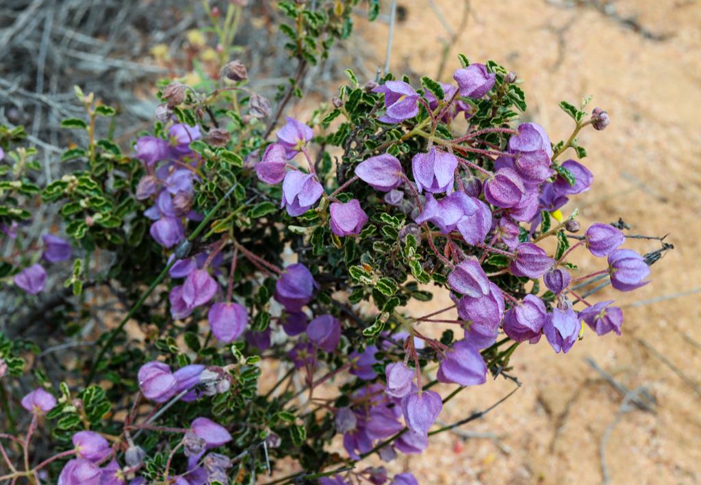 Seringia hermanniifola Crinkle Leaf Firebush at Depot Hill