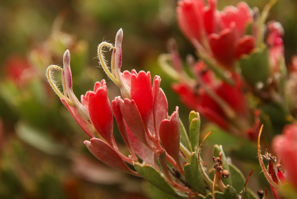 Adenanthos cuneatus Coastal Jugflower at Pallinup Inlet