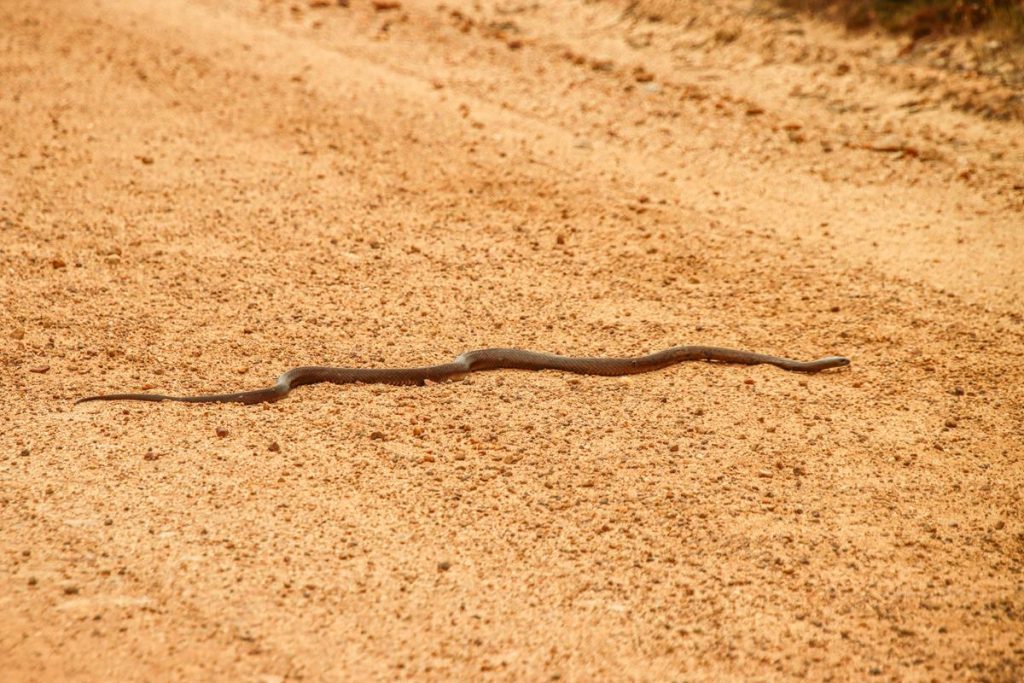 Echiopsis curta (Bardick) - small poisonous snake, which is nocturnal but can come out in overcast weather. 