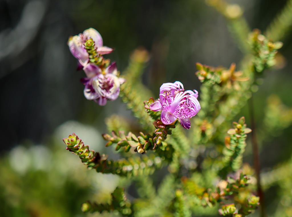 Melaleuca Pulchella at Membinup Beach