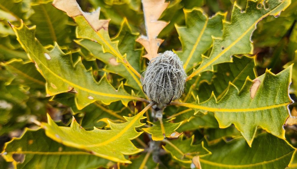 Banksia heliantha Oak-leaved Dryandra wildflower at Fitzgerald River NP