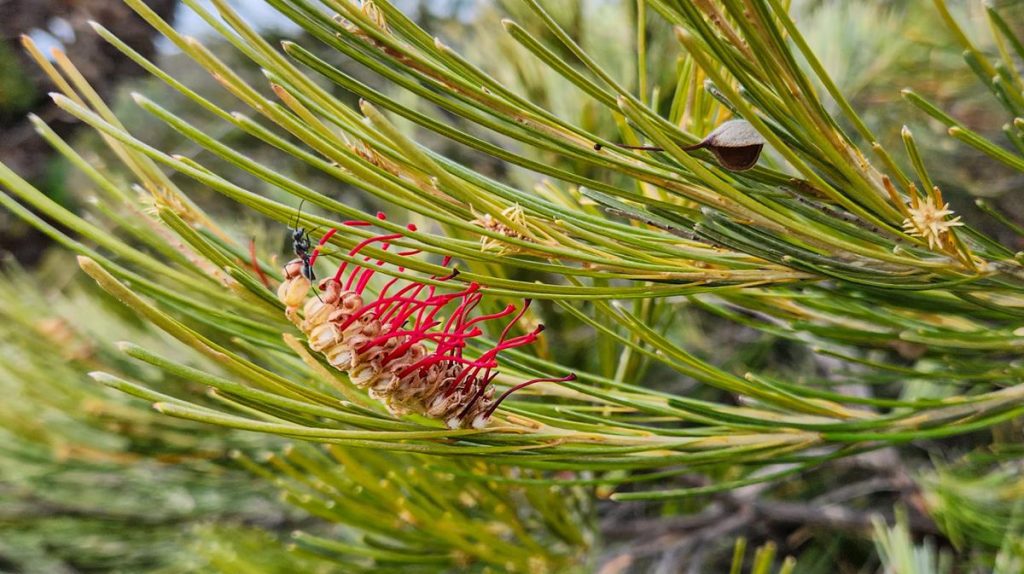 Grevillea coccinea wildflower at Fitzgerald River NP