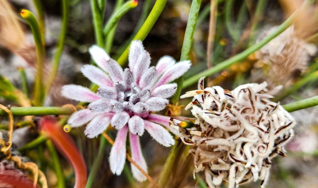 Petrophile teretifolia