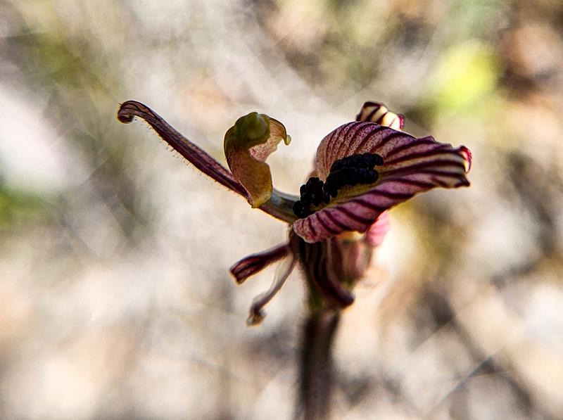 Zebra orchid Caladenia cairnsiana at Stirling Range NP